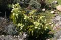 Helleborus lividus subsp. corsicus